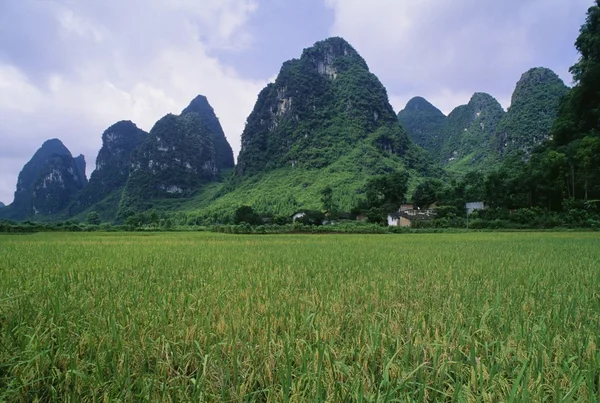 Yangshuo Çin pirinç tarlada — Stok fotoğraf