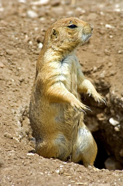 Upozornění na prairie dog stojící vedle jeho doupě — Stock fotografie