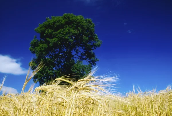 Korn i ett fält med ett träd — Stockfoto