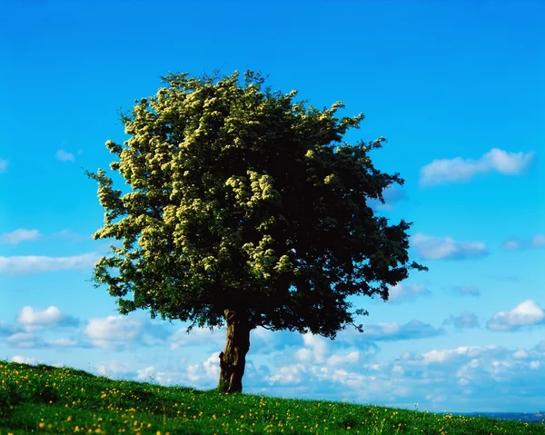 Vita hagtornsträd — Stockfoto