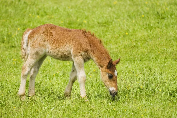 Foal Grazing In Field — Stock Photo, Image