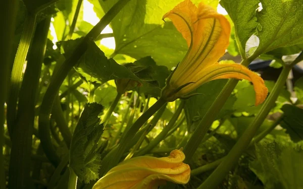 Flor con hojas verdes — Foto de Stock