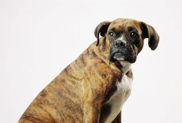 Cão castanho — Fotografia de Stock