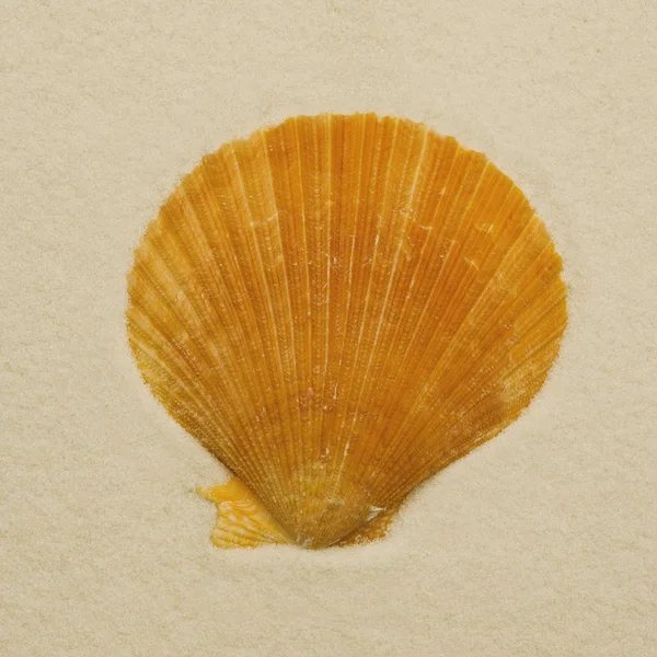 Seashell — Stock Photo, Image