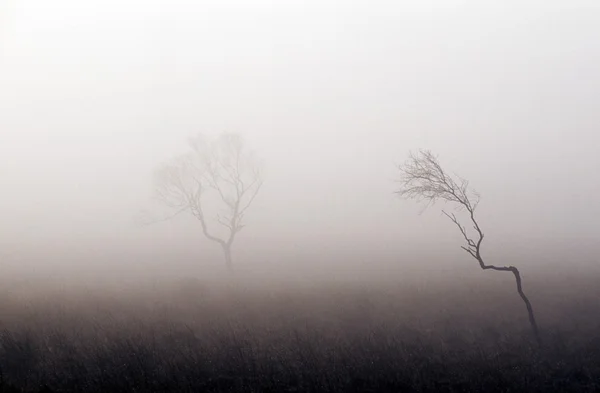 Árboles desnudos en la niebla gruesa, Parque Nacional Peak District, Derbyshire, Inglaterra — Foto de Stock