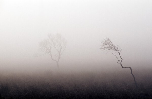 Bare Trees In Thick Fog, Peak District National Park, Derbyshire, England