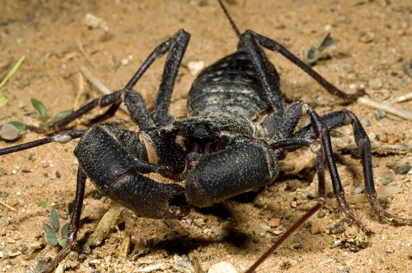 A Vinegaroon Crawling On The Ground
