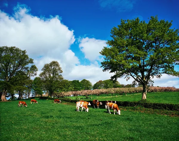 Hereford bullocks, irland — Stockfoto