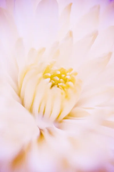 Blume — Stockfoto