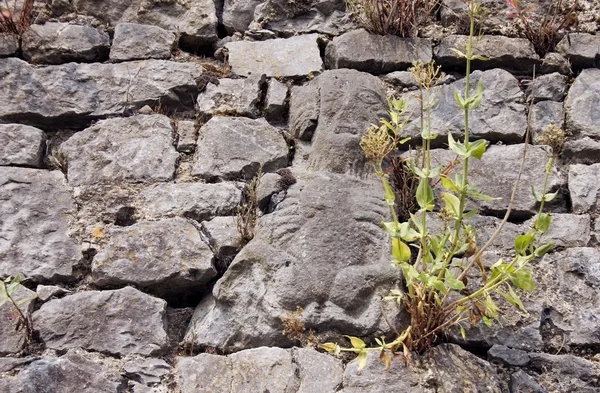 Sheila-na-gig, augustinian friary, fethard, co tipperary, Irland — Stockfoto