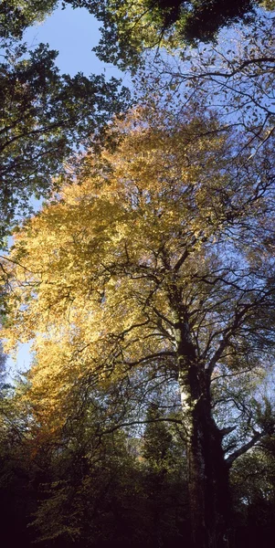 Árvores caducas — Fotografia de Stock