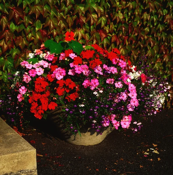 Pot Of Flowers — Stock Photo, Image