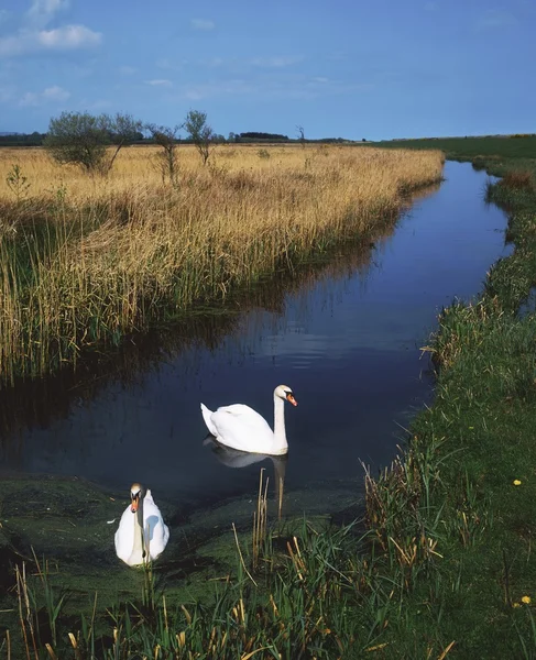 Swans Swimming In A Bog Near Newcastle, County Wicklow, Ireland — Stock Photo, Image