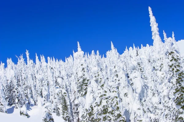 Bos bedekt met sneeuw tegen blauwe hemel — Stockfoto