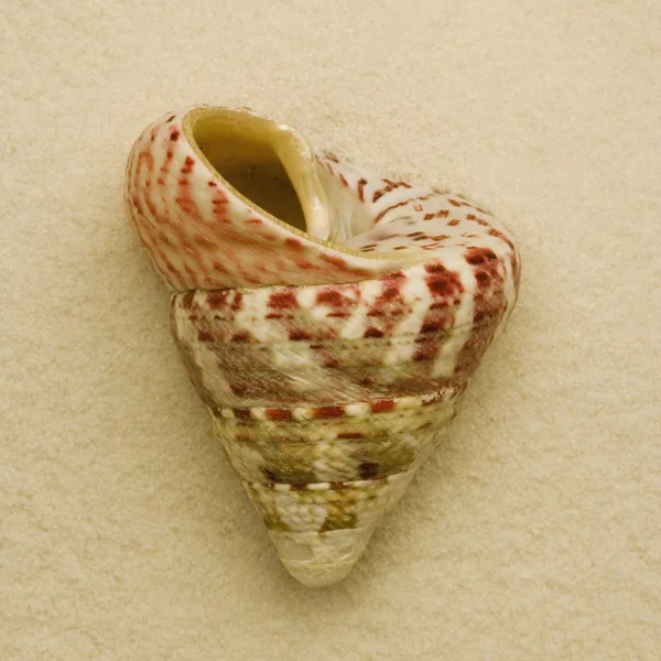 Seashell — Stock Photo, Image