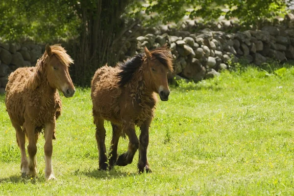Španělský Kantaberském horské poníky — Stock fotografie
