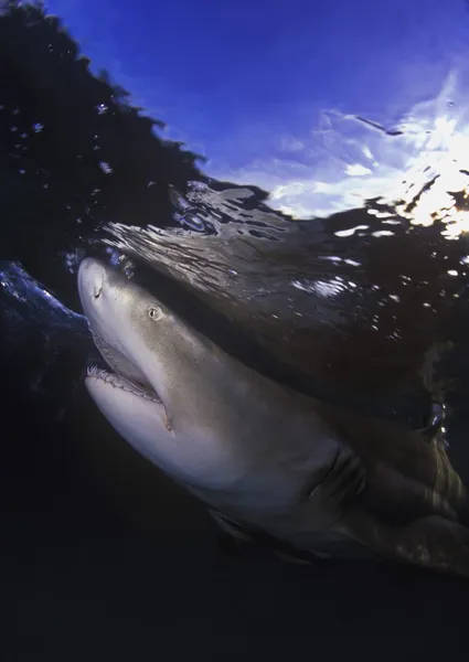 Tiburón limón bajo el agua — Foto de Stock