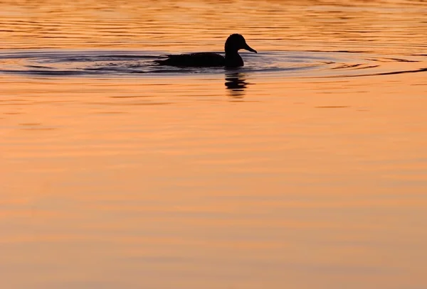 Duck Swimming — Stock Photo, Image