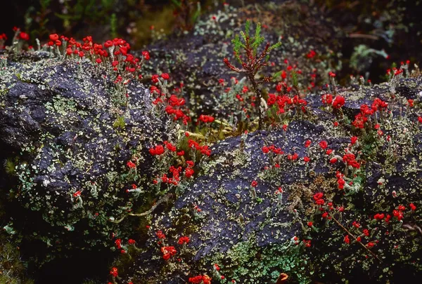 Torfowiska roślin, murrins, co tyrone, Wielka Brytania — Zdjęcie stockowe