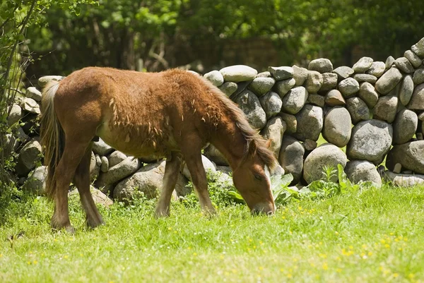 Španělský Kantaberském horský pony zbavují své zimní kabát — Stock fotografie