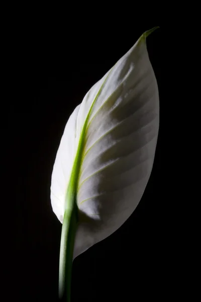 Paz Lily — Fotografia de Stock