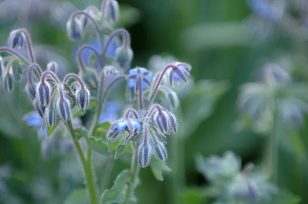 Flax closeup — Stock Photo, Image