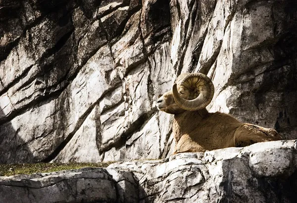 Wild Ram — Stock Photo, Image