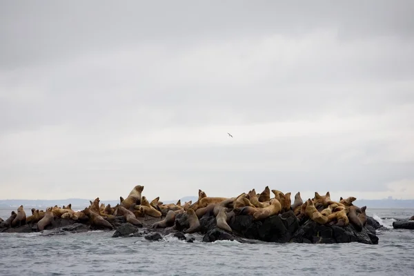 Grupo de Leões Marinhos — Fotografia de Stock