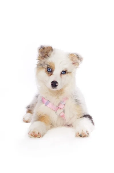 Australian Shepherd Puppy — Stock Photo, Image