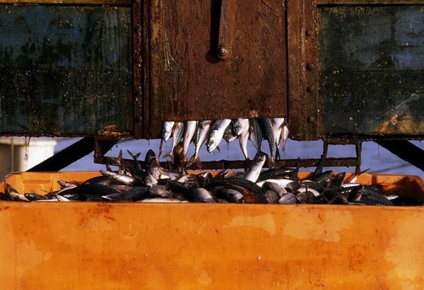 Commerciële visserij — Stockfoto