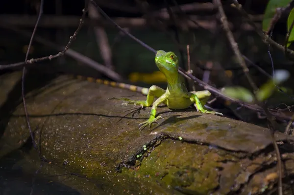 Basilisco esmeralda (Basiliscus Plumifrons ) — Foto de Stock