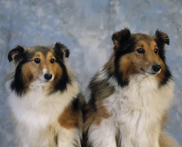 Cães pastores de Shetland — Fotografia de Stock