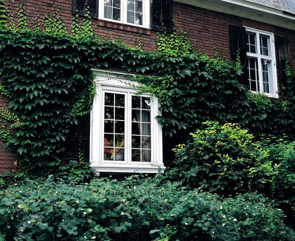 Vinstockar täckta hus — Stockfoto