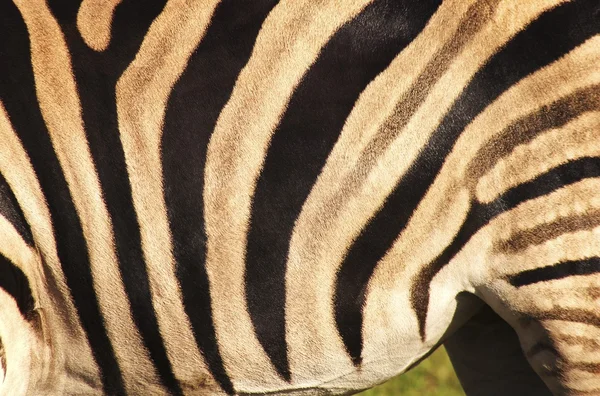 Zebrastreifen — Stockfoto