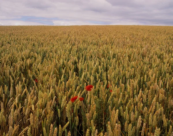 Coquelicots dans un champ de blé, comté de Waterford, Irlande — Photo