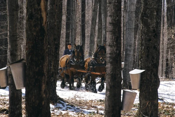 メープルの森でワゴンを引っ張る馬 — ストック写真