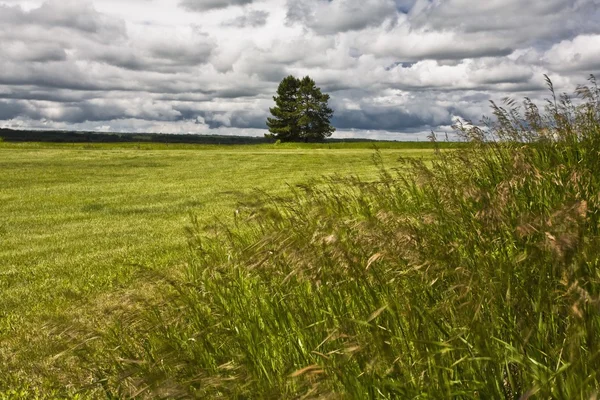 Twee bomen in een veld — Stockfoto