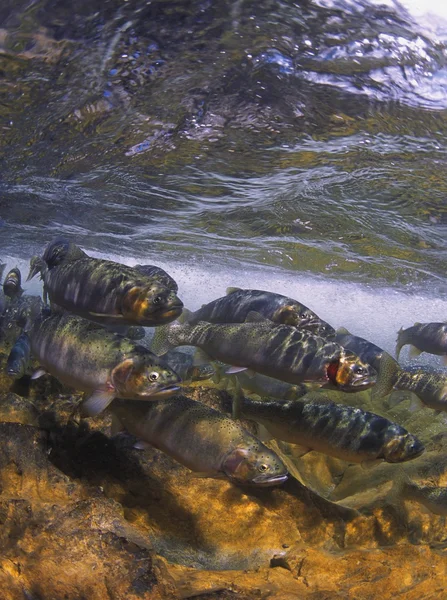 Spawning Cutthroat Trout — Stock Photo, Image