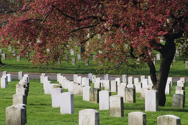 Arlington nemzeti temetőben, Virginia, Amerikai Egyesült Államok — Stock Fotó