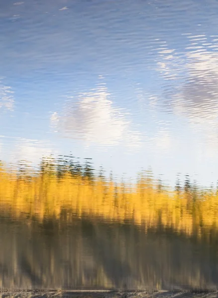 秋天树叶在水中的反映 — 图库照片