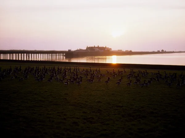 Brent Geese, Bull Island, Dublín, Irlanda — Foto de Stock