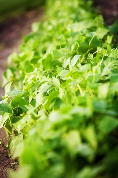 Planta verde — Fotografia de Stock