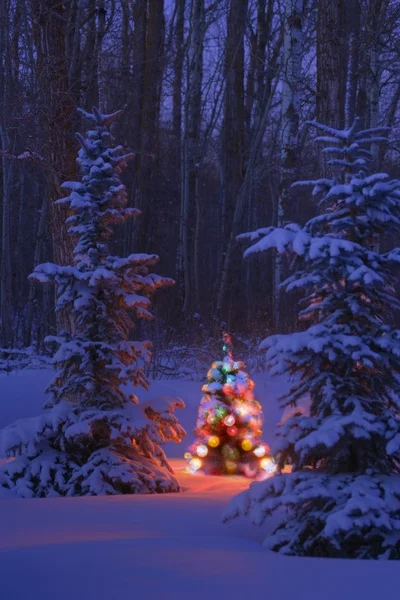 Işıklı Noel ağacı ormanda — Stok fotoğraf