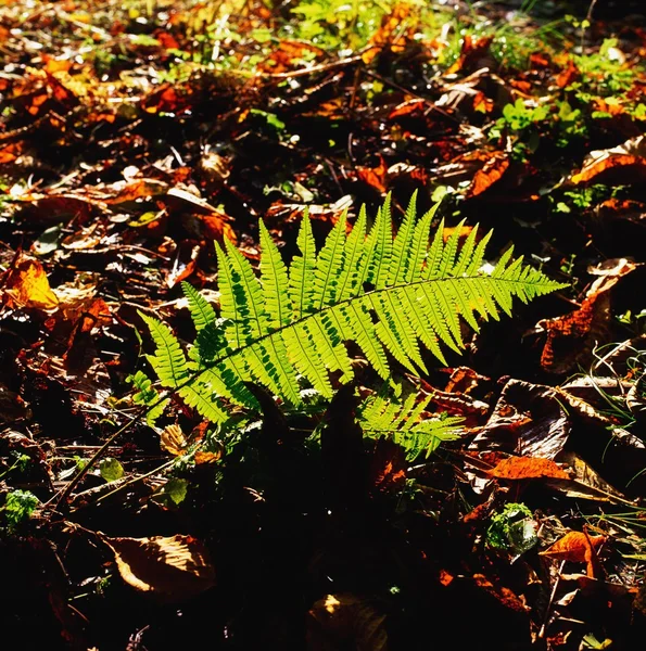 Helechos y hojas de otoño, Co Wexford, Irlanda — Foto de Stock
