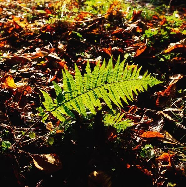 Fougères Et Feuilles D'automne, Co Wexford, Irlande — Photo