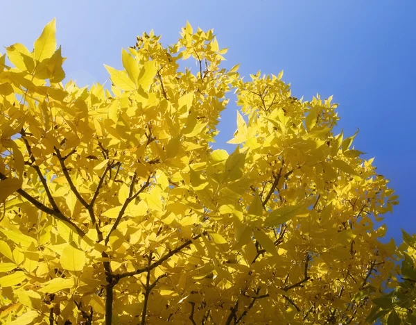 Arbres aux feuilles jaunes — Photo