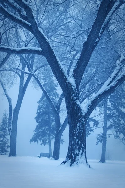Scena invernale monotona — Foto Stock