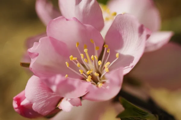 Close-up beeld van een amandel bloem — Stockfoto