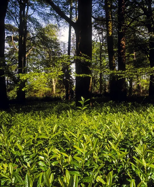 Lorbeer und Wald in Irland — Stockfoto