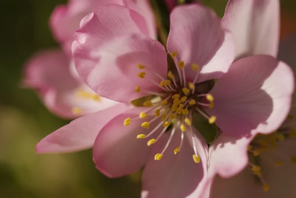 Closeup Detail Of An Almond Flower — Stock Photo, Image